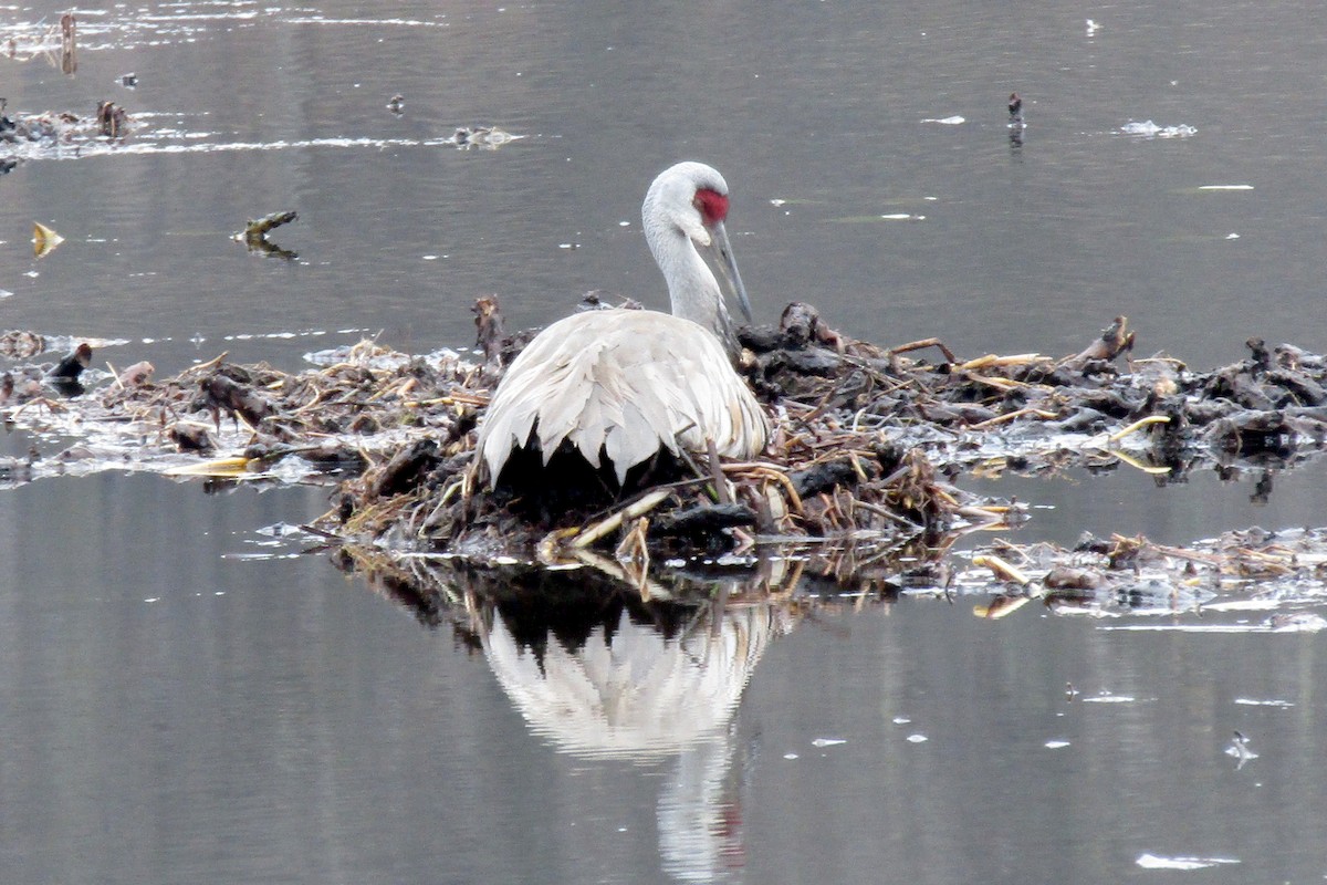 Sandhill Crane - ML617691077