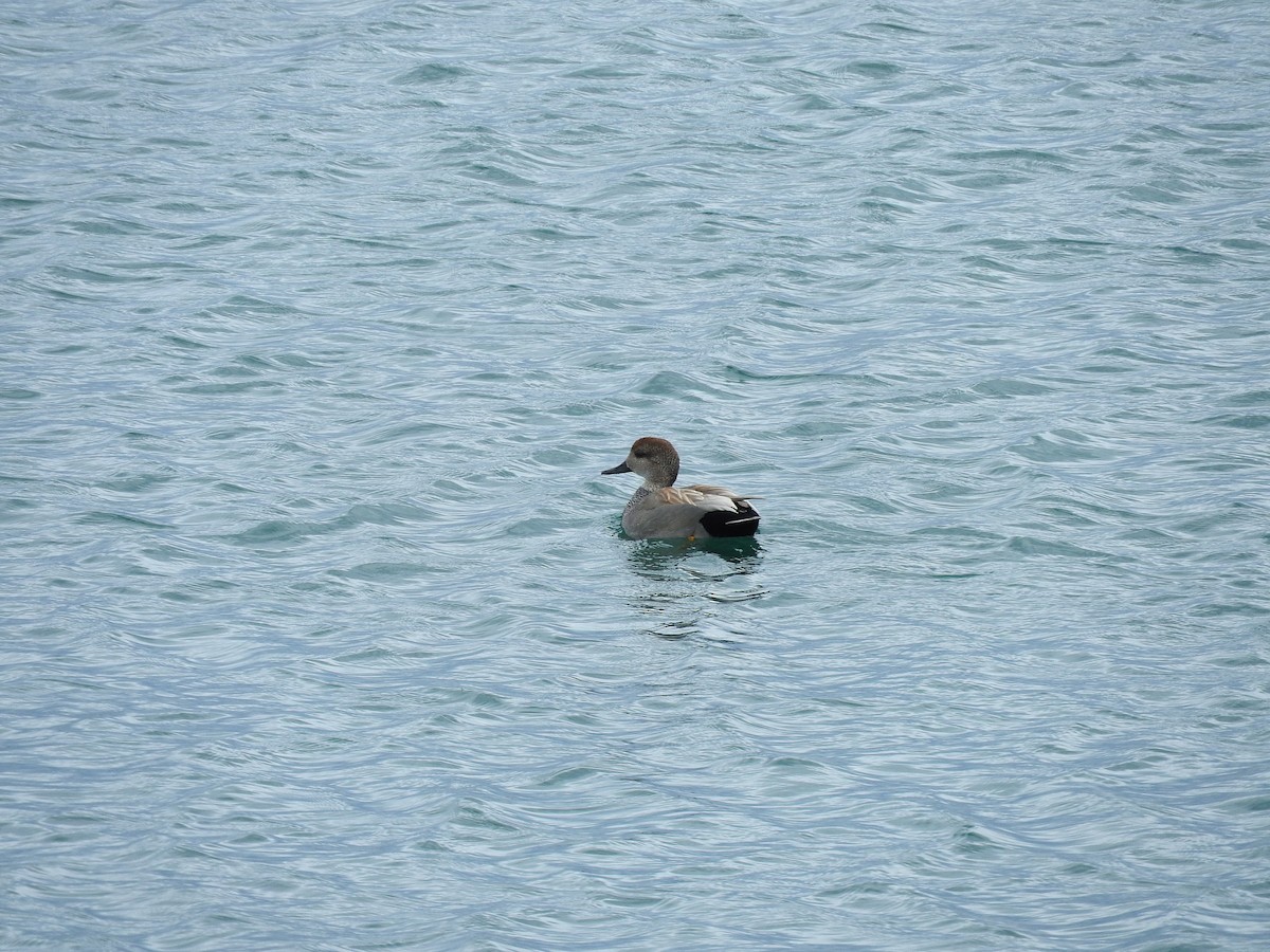 Gadwall - ML617691109