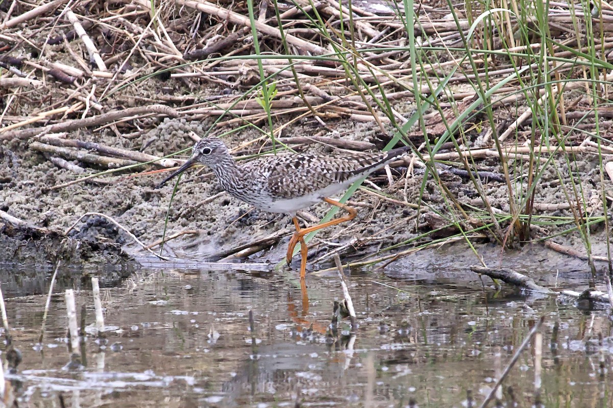 Lesser Yellowlegs - ML617691153