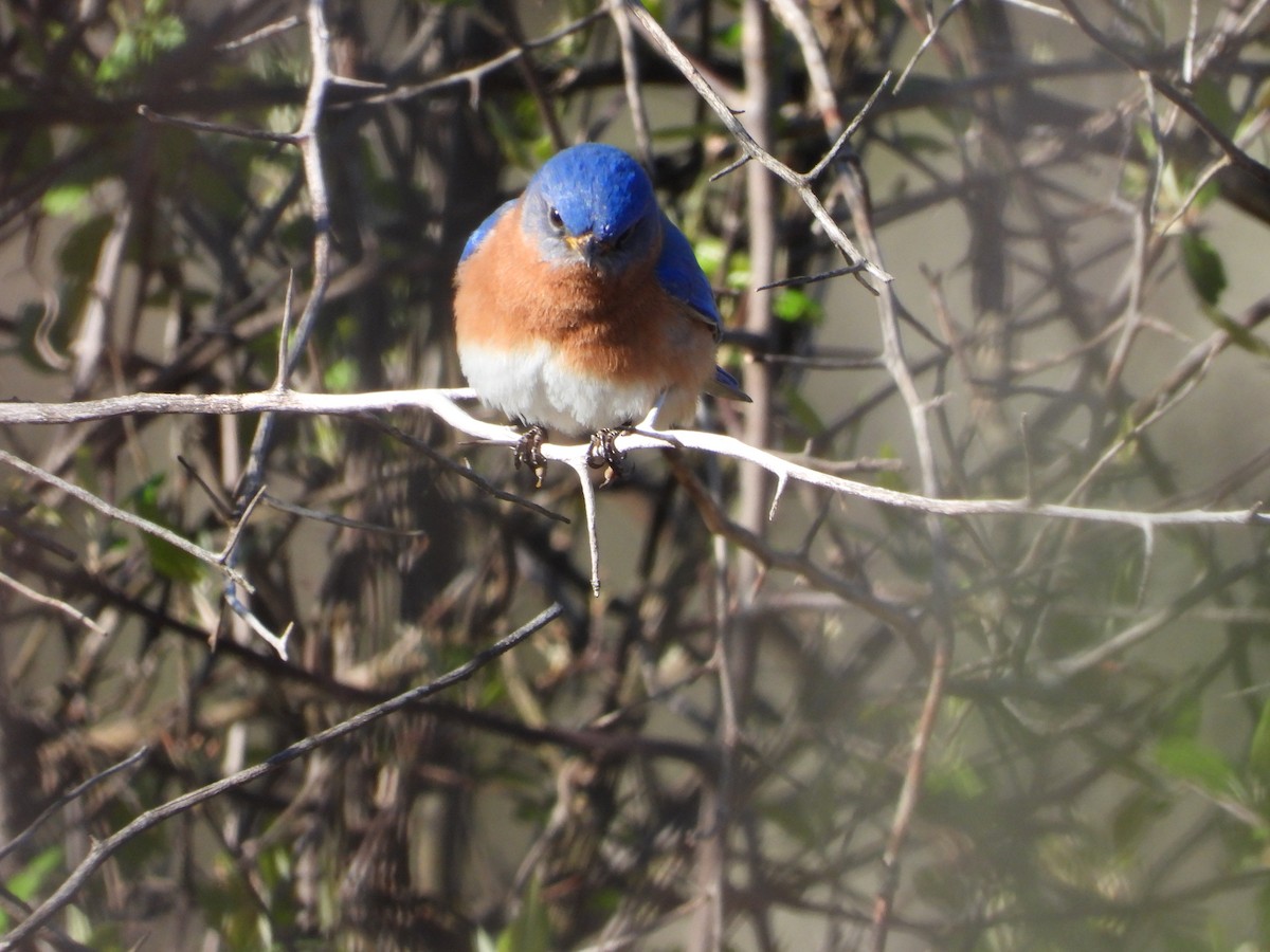 Eastern Bluebird - ML617691185