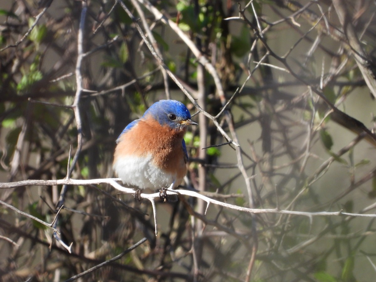 Eastern Bluebird - ML617691186