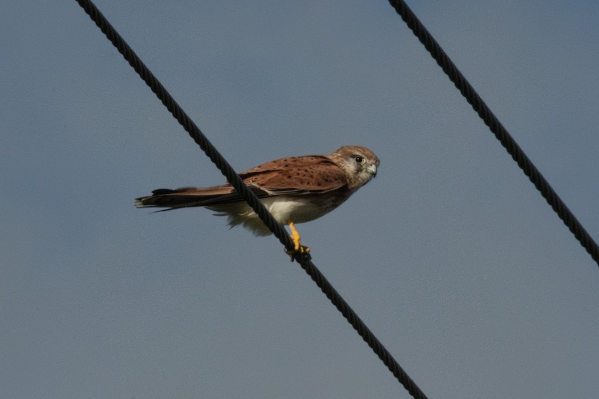 Nankeen Kestrel - Trevor Evans