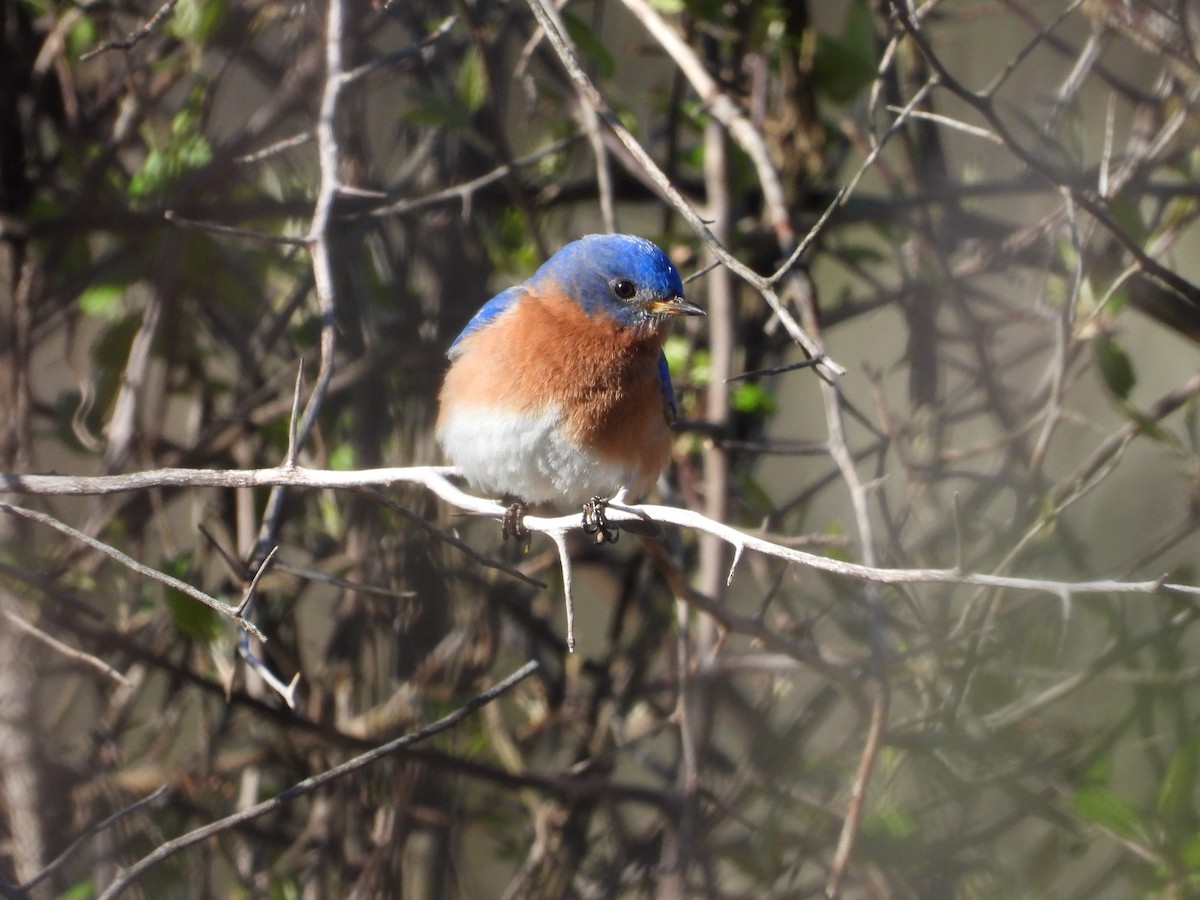 Eastern Bluebird - ML617691190