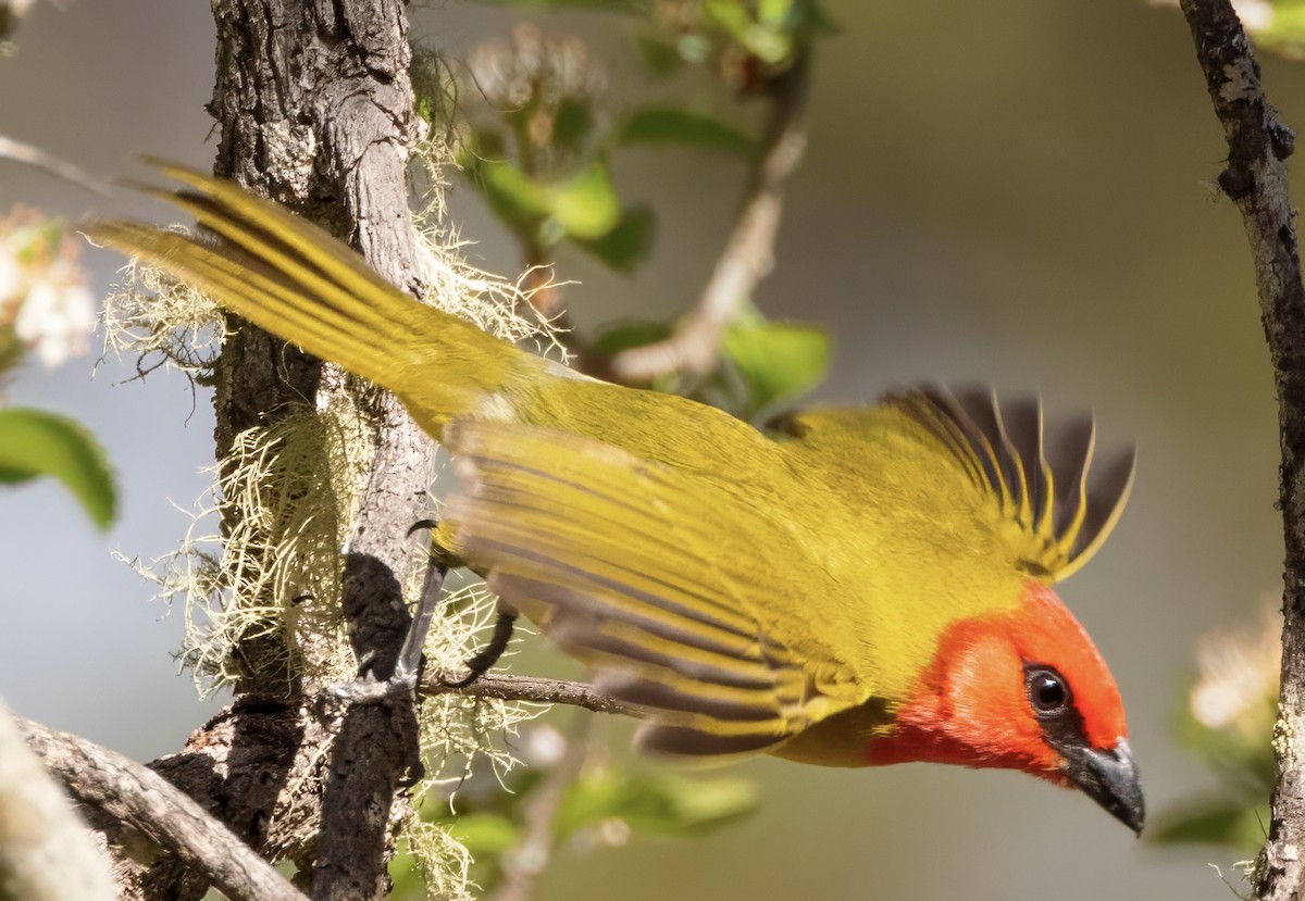 Red-headed Tanager - ML617691202