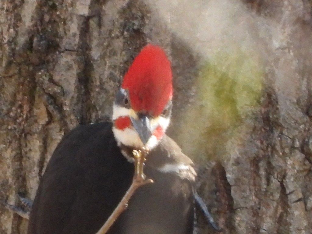 Pileated Woodpecker - Diane Hansen