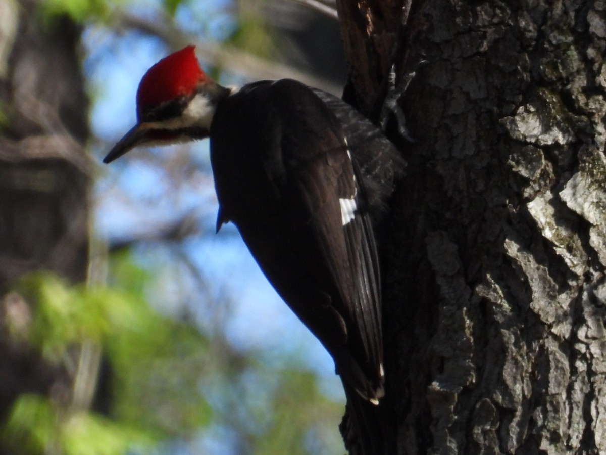 Pileated Woodpecker - ML617691268