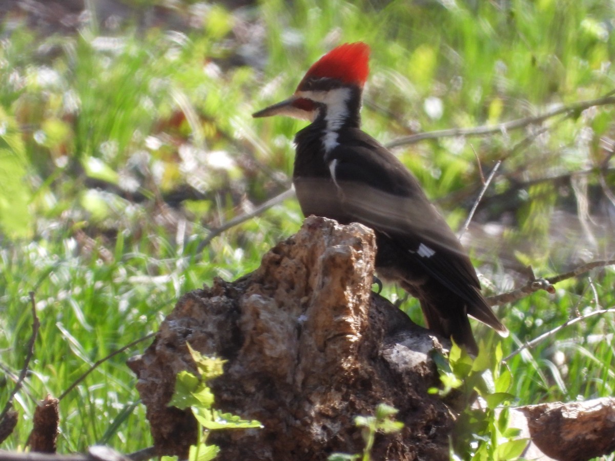 Pileated Woodpecker - ML617691270