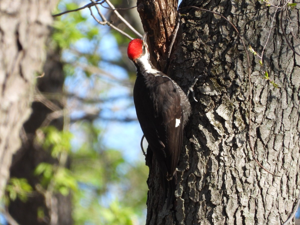 Pileated Woodpecker - ML617691273