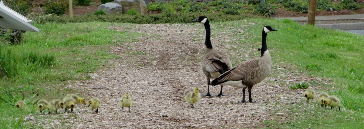 Canada Goose - ML617691309