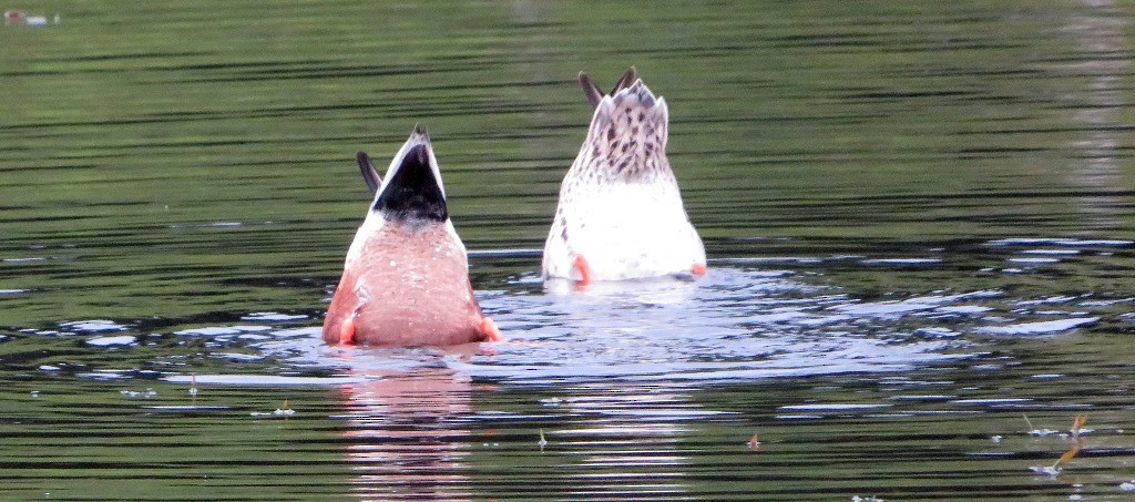 Northern Shoveler - ML617691339