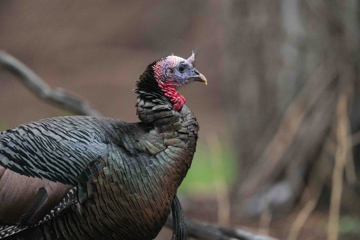 Wild Turkey - ML617691376