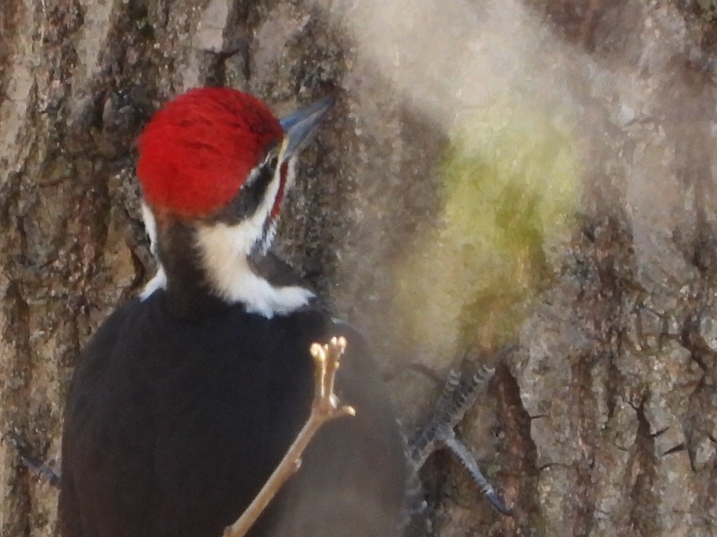 Pileated Woodpecker - Diane Hansen