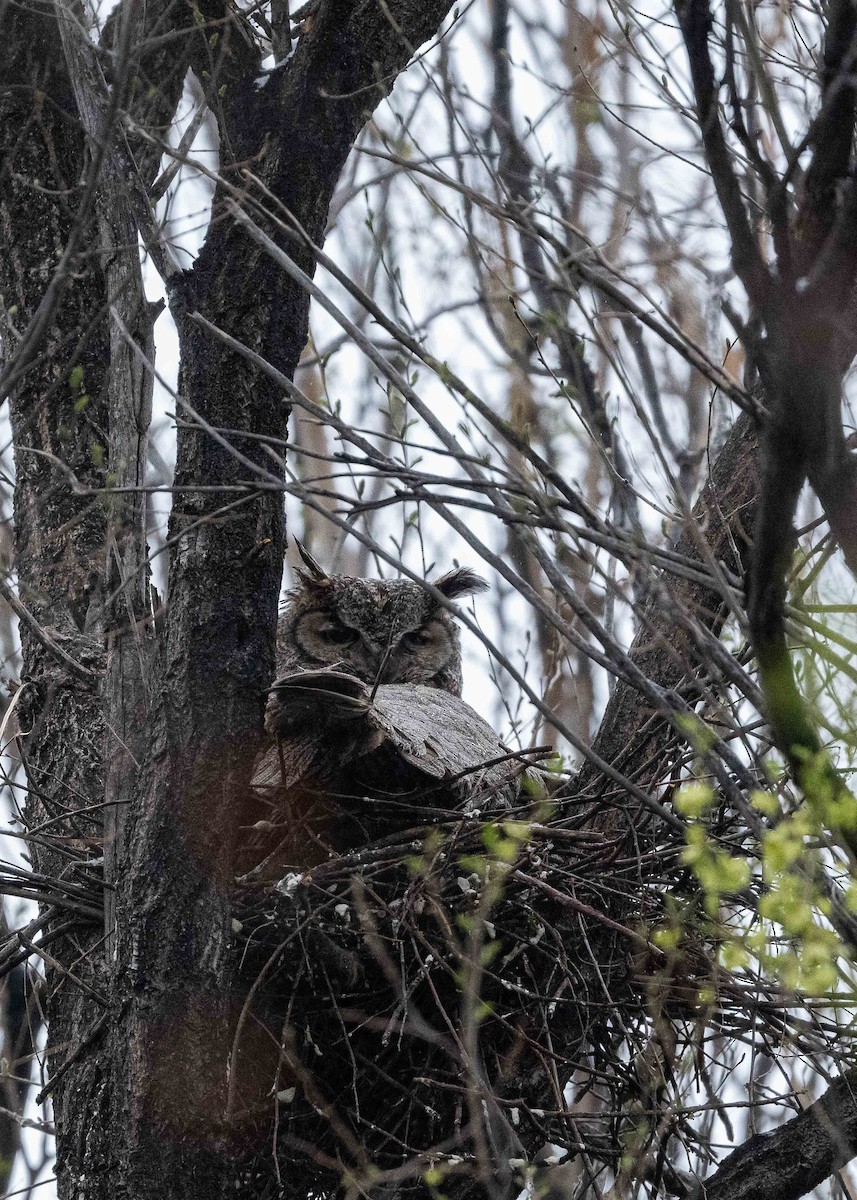 Great Horned Owl - ML617691409