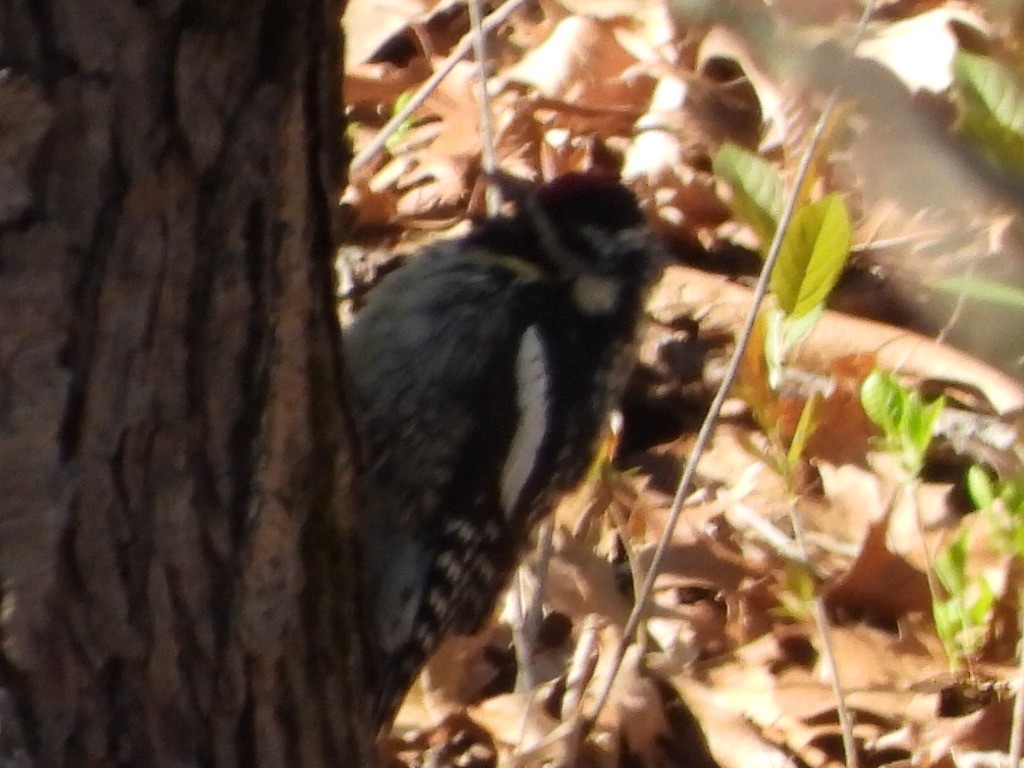 Yellow-bellied Sapsucker - ML617691418