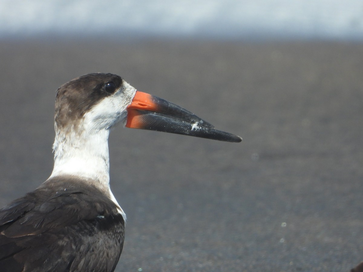 Black Skimmer - ML617691421