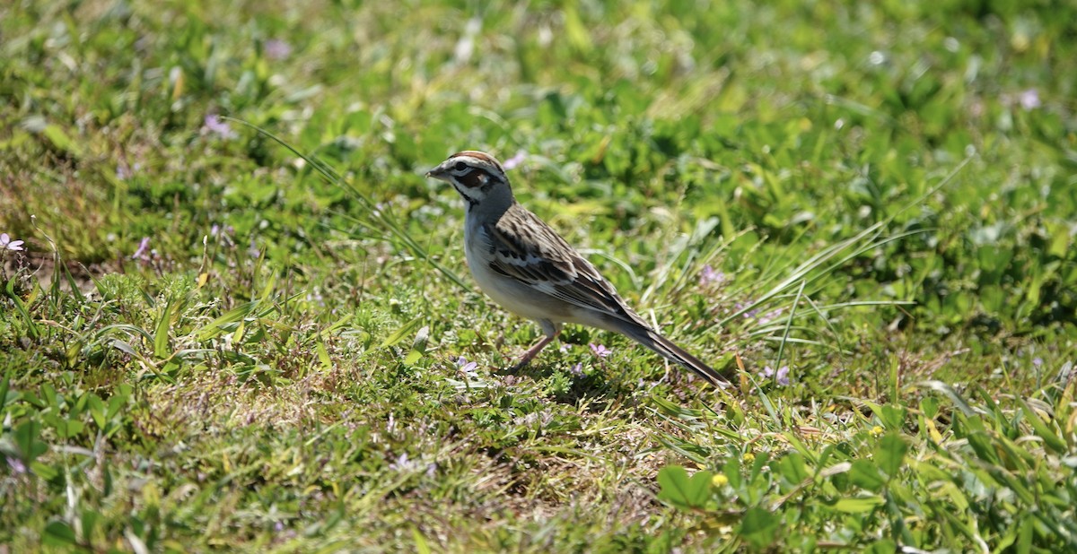 Lark Sparrow - ML617691422