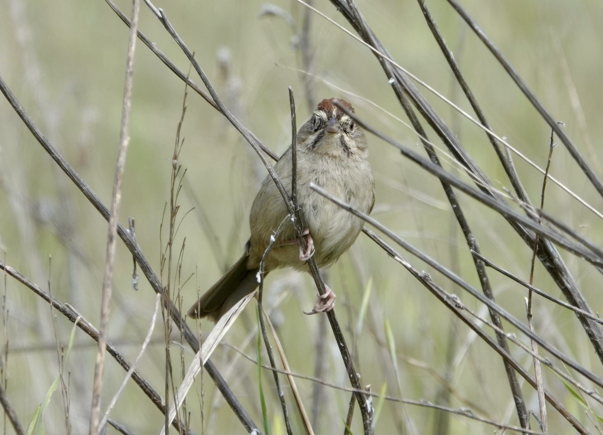 Rufous-crowned Sparrow - ML617691427