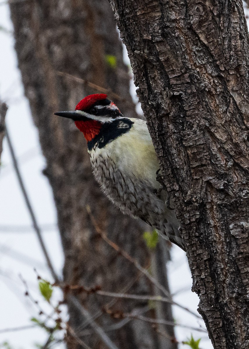 Red-naped Sapsucker - ML617691446