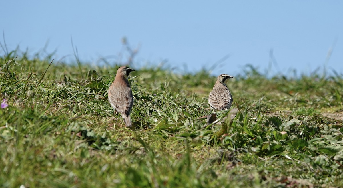 Horned Lark - ML617691467