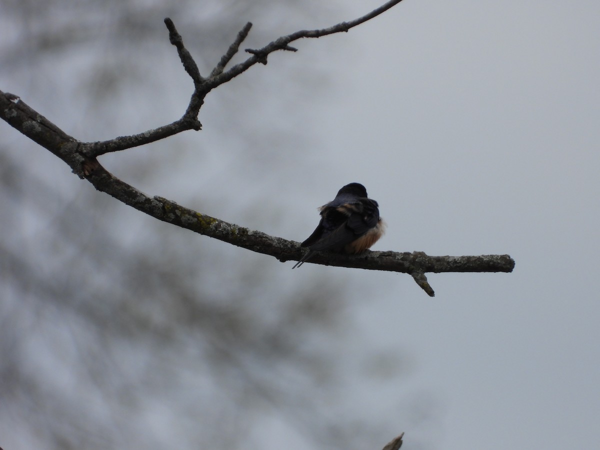 Barn Swallow - ML617691516