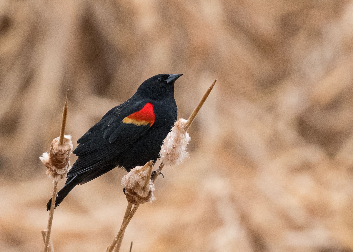 Red-winged Blackbird - ML617691523