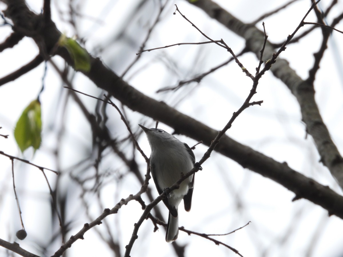 Blue-gray Gnatcatcher - ML617691542