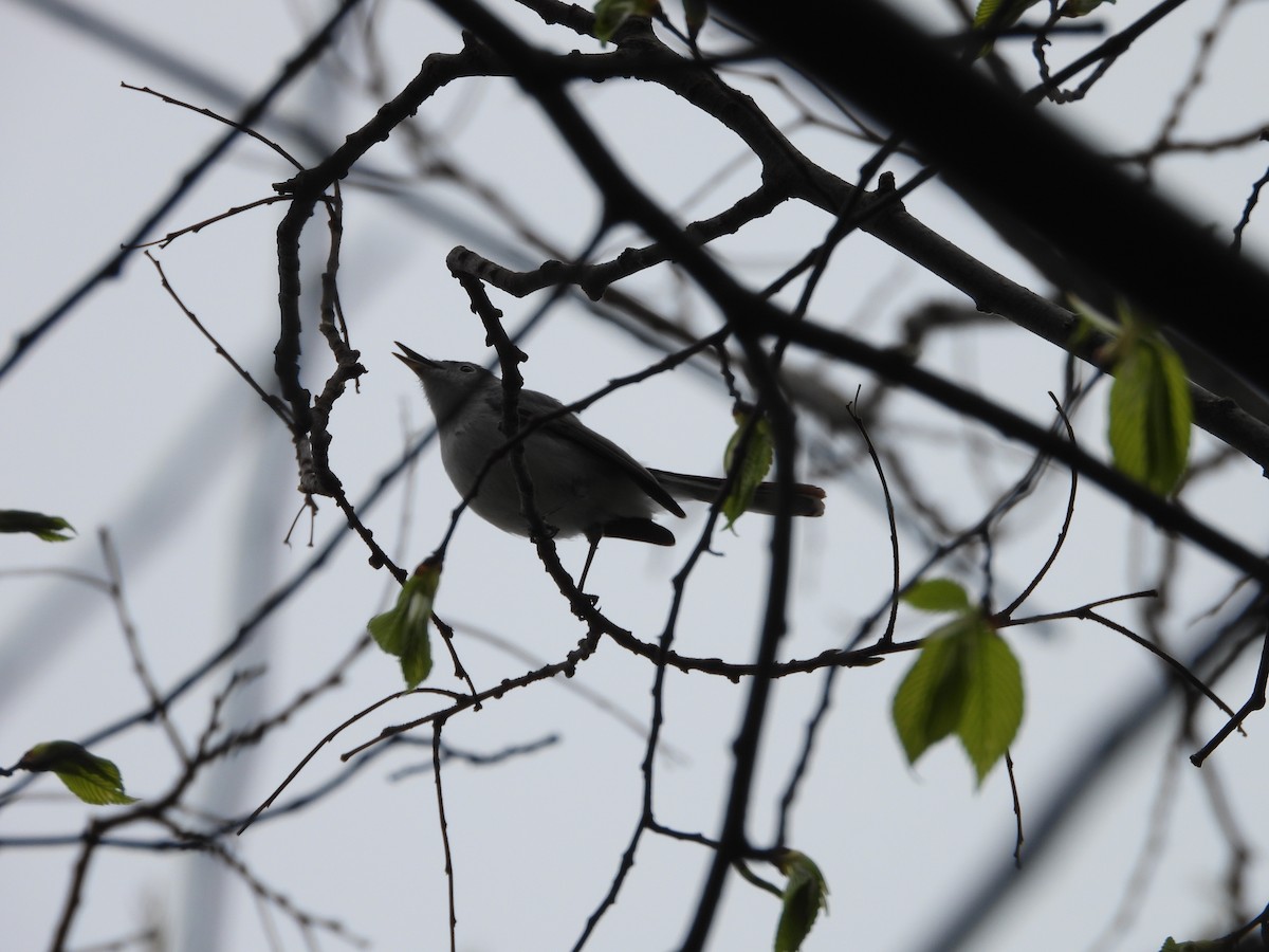 Blue-gray Gnatcatcher - ML617691549