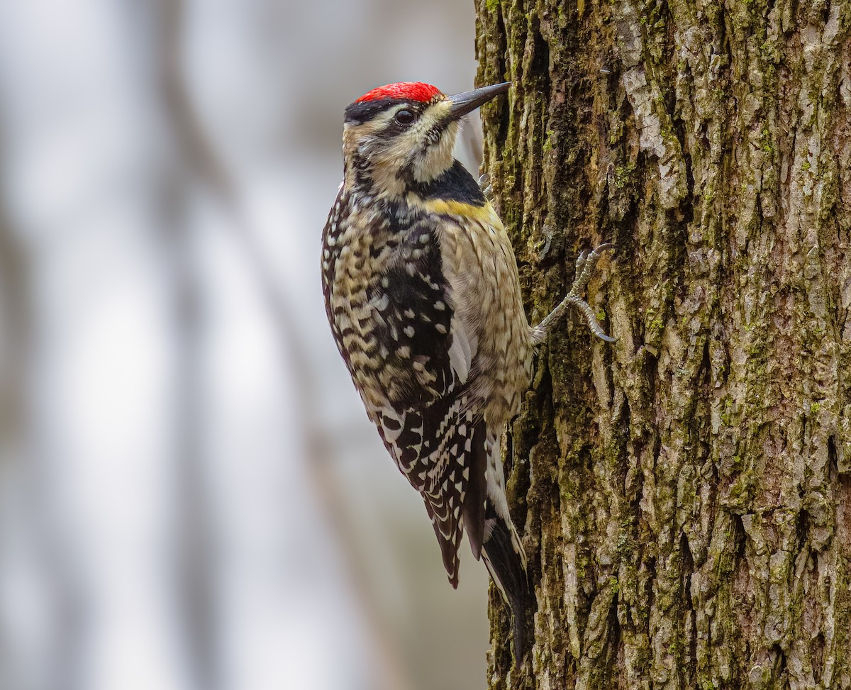 Yellow-bellied Sapsucker - ML617691550