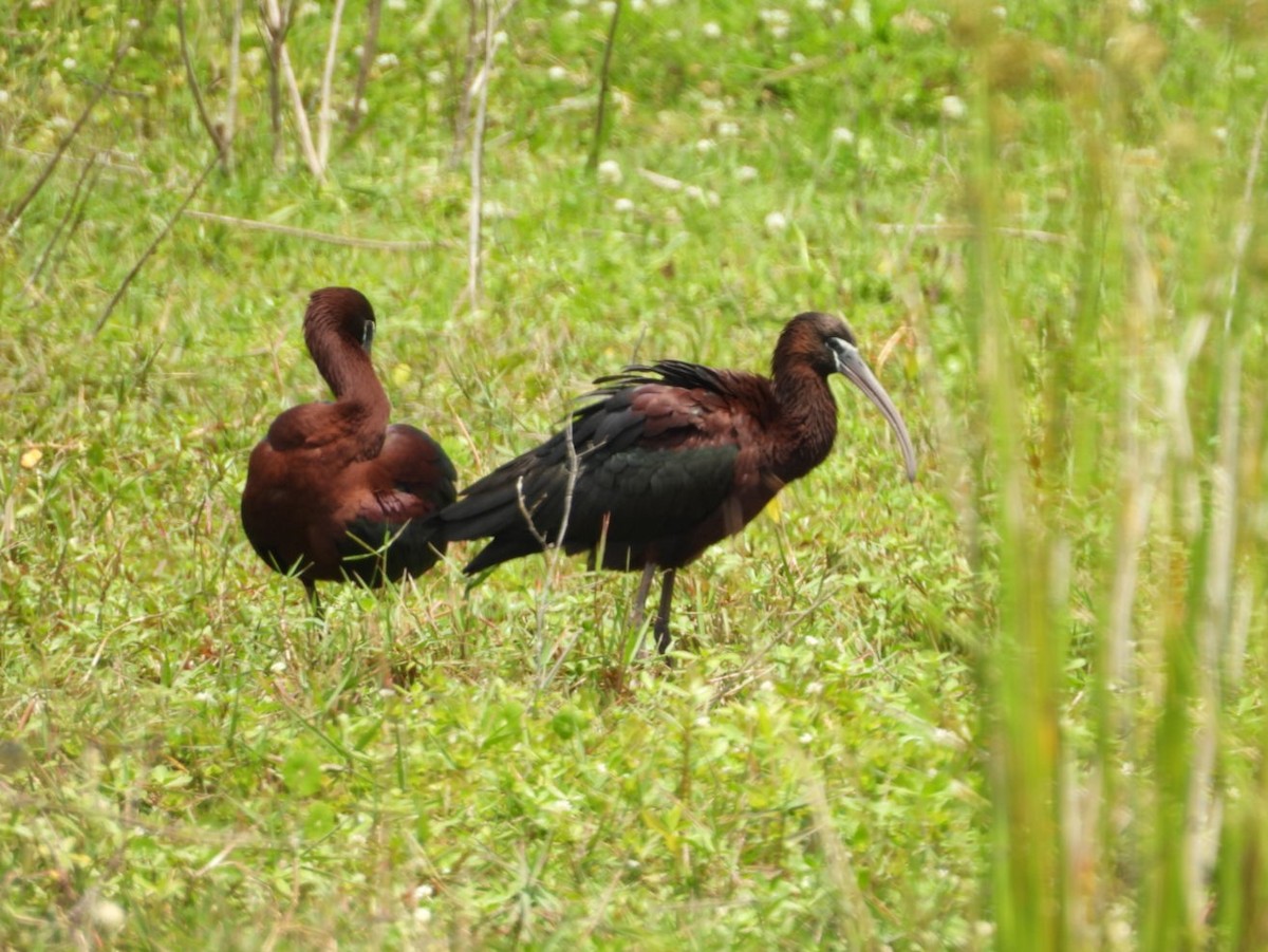ibis hnědý - ML617691554