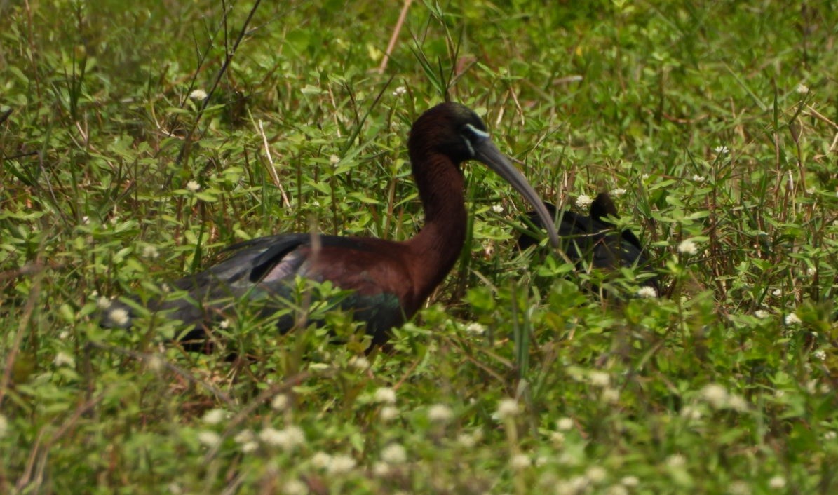 ibis hnědý - ML617691555