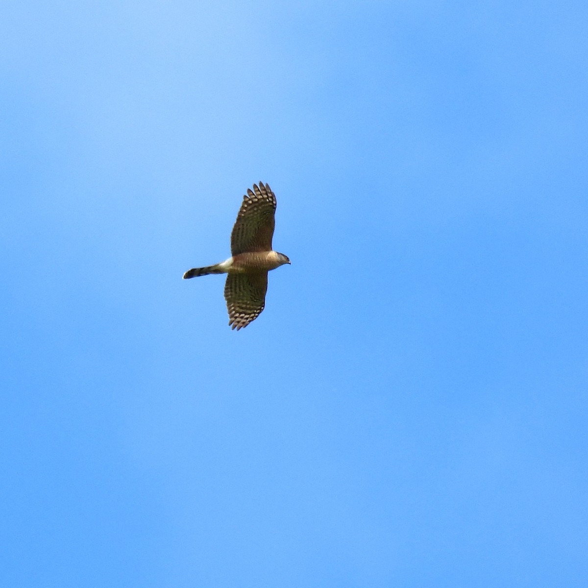 Cooper's Hawk - ML617691558