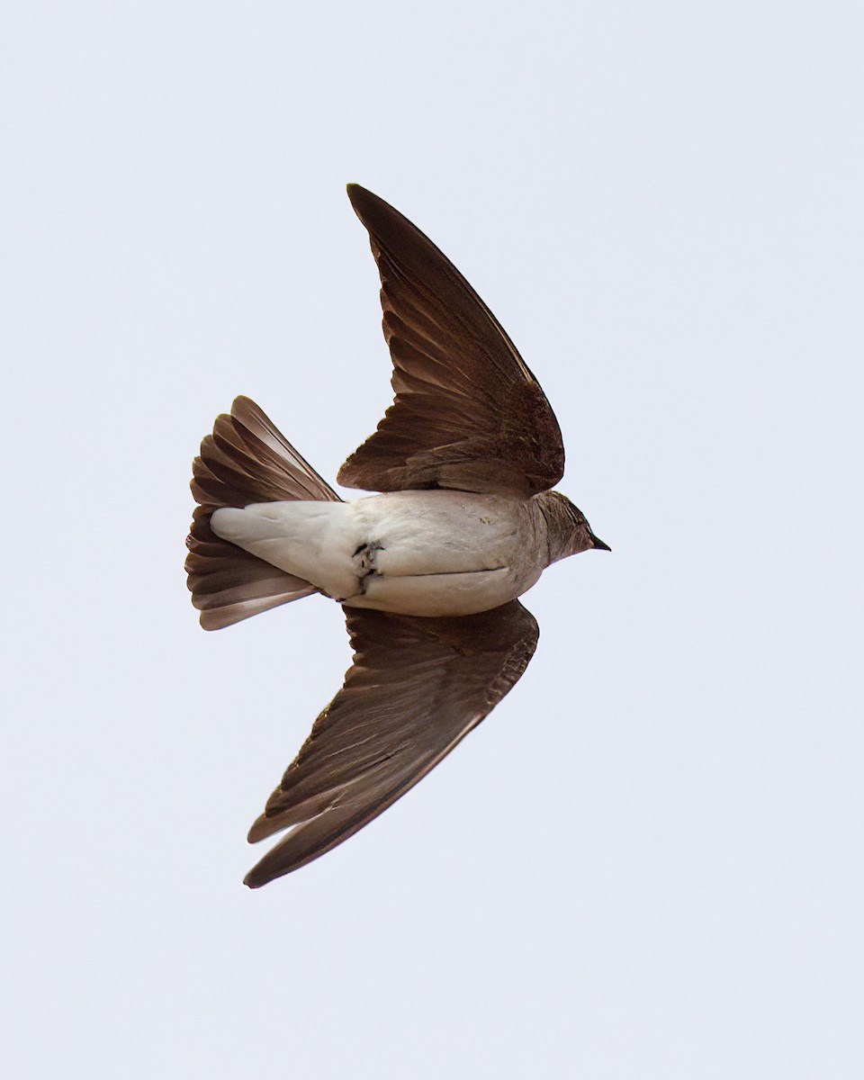 Northern Rough-winged Swallow - Jonathan Dowell