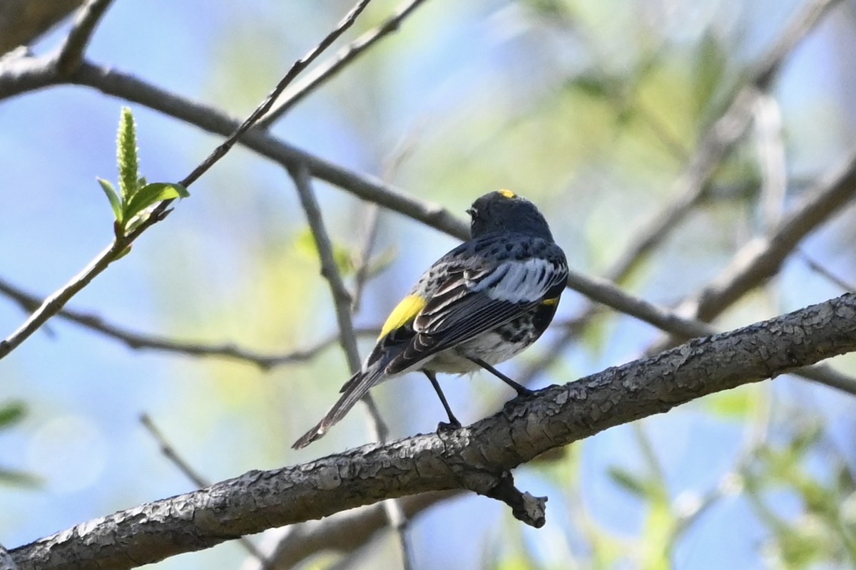 Yellow-rumped Warbler - ML617691563