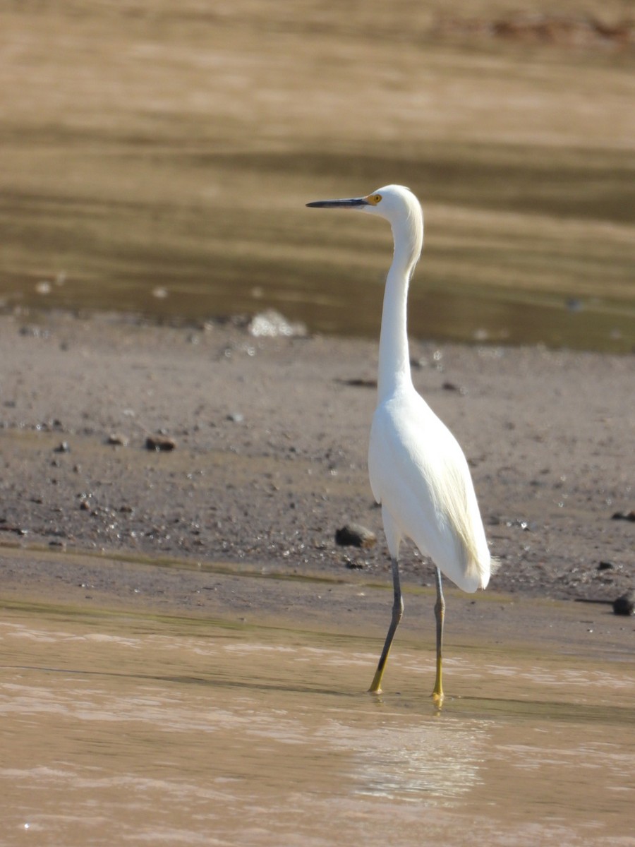 Snowy Egret - ML617691568