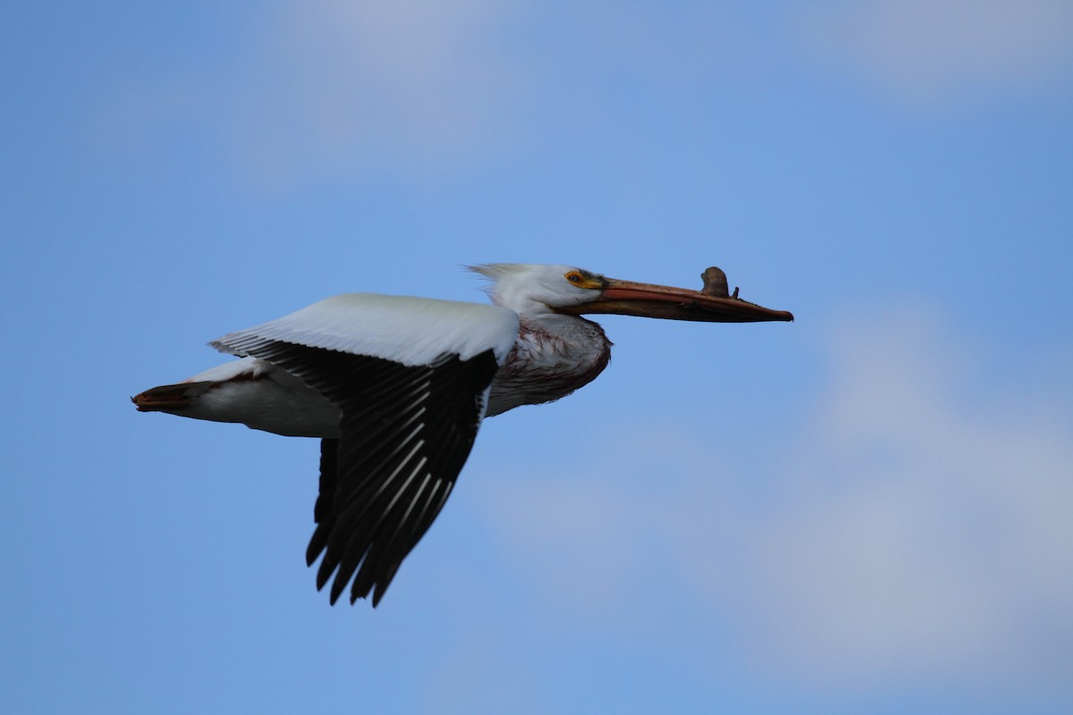 American White Pelican - ML617691572