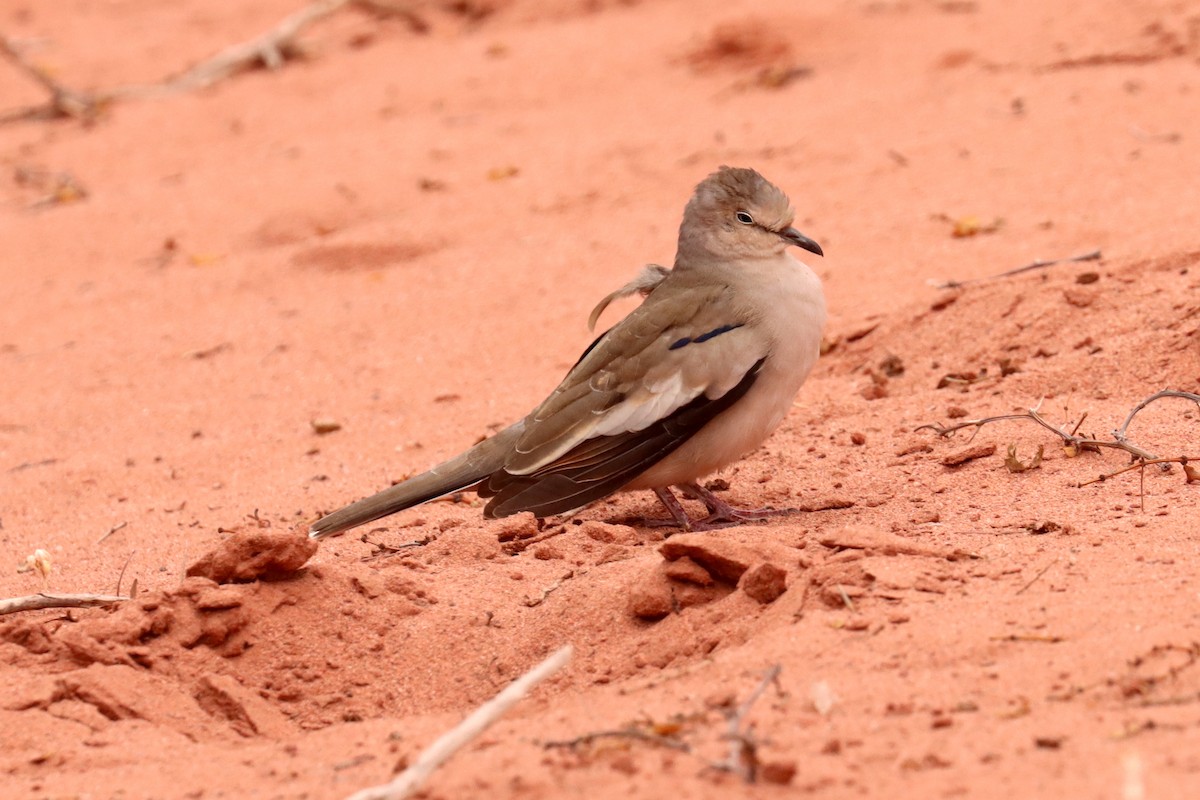 Picui Ground Dove - Miguel Angel Bean