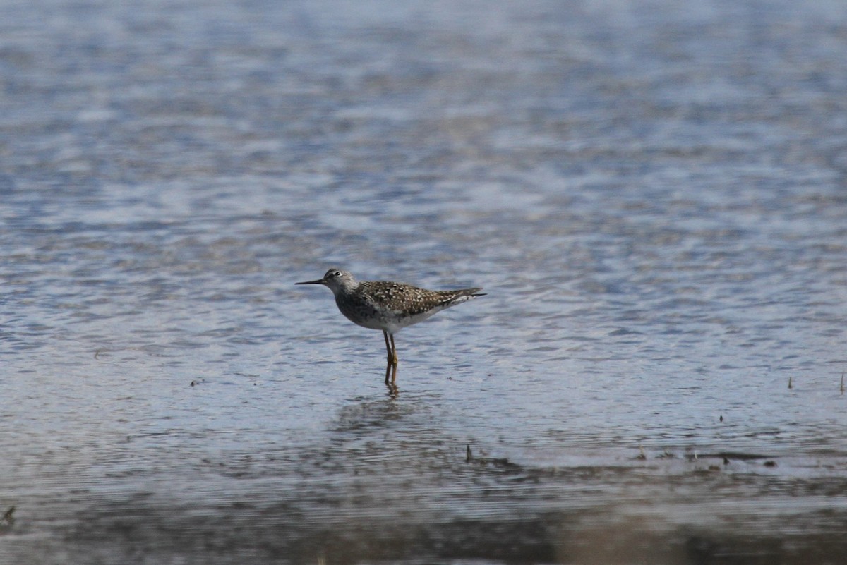 Lesser Yellowlegs - ML617691598