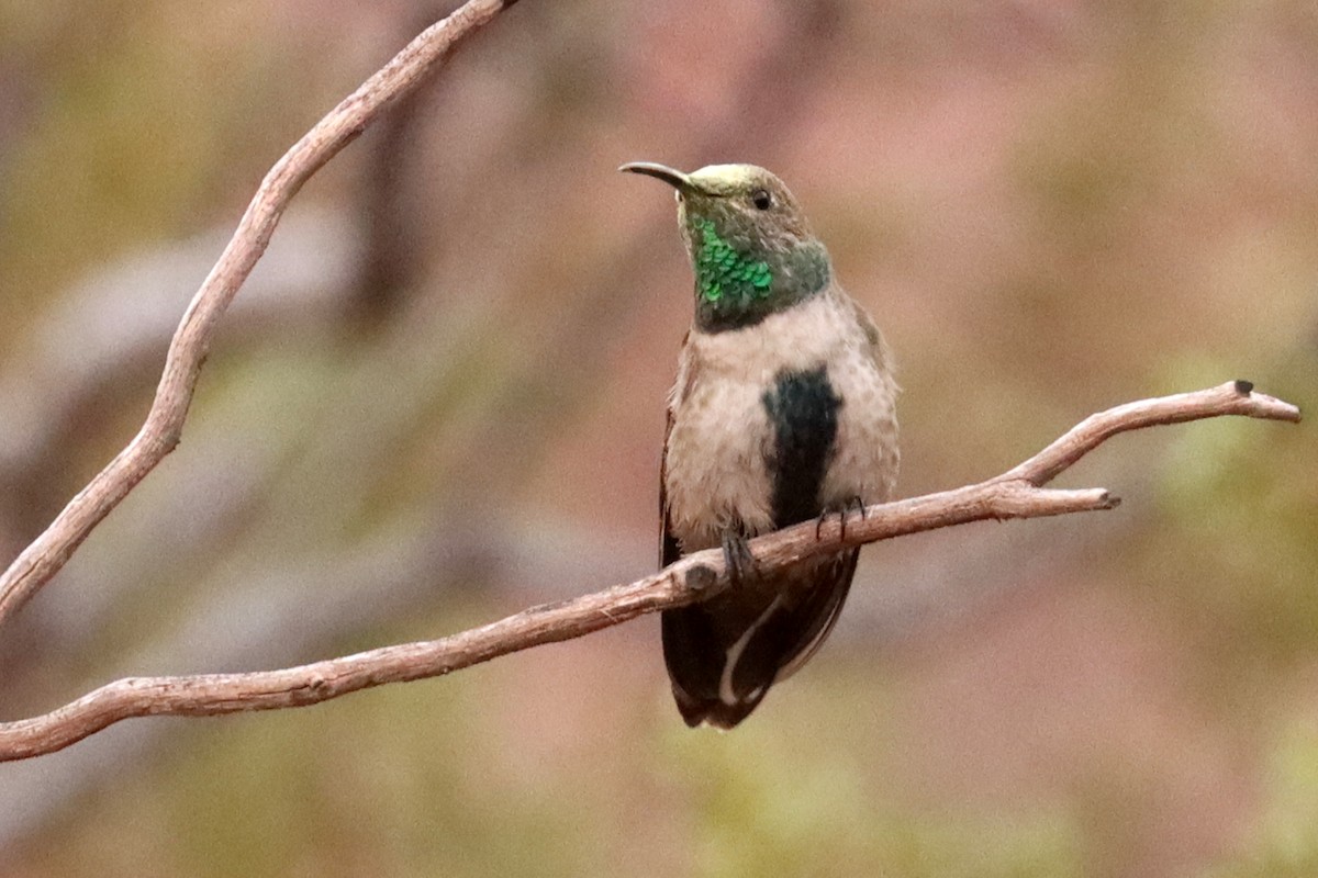 Colibrí Cordillerano - ML617691603