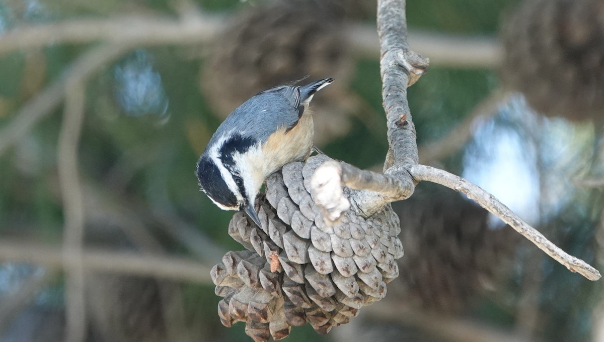 Red-breasted Nuthatch - ML617691611