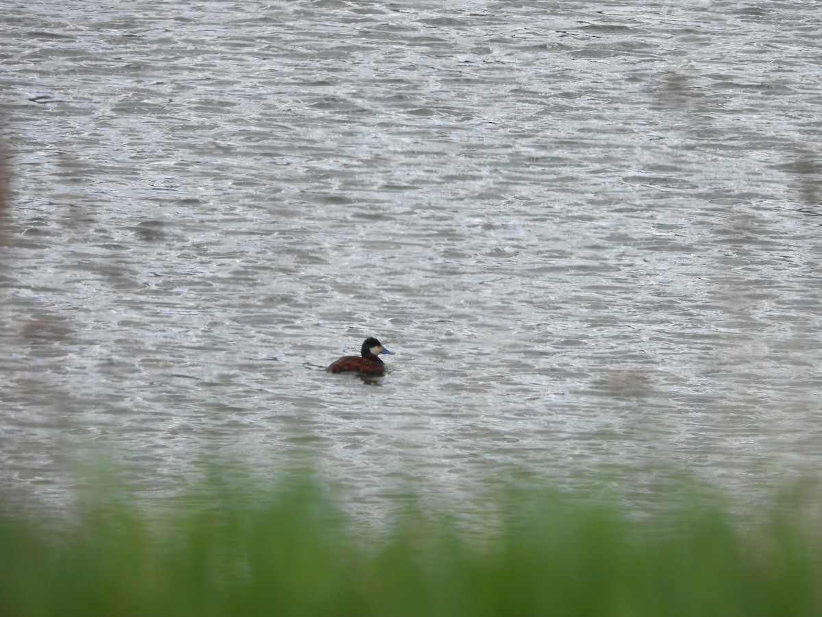 Ruddy Duck - ML617691612