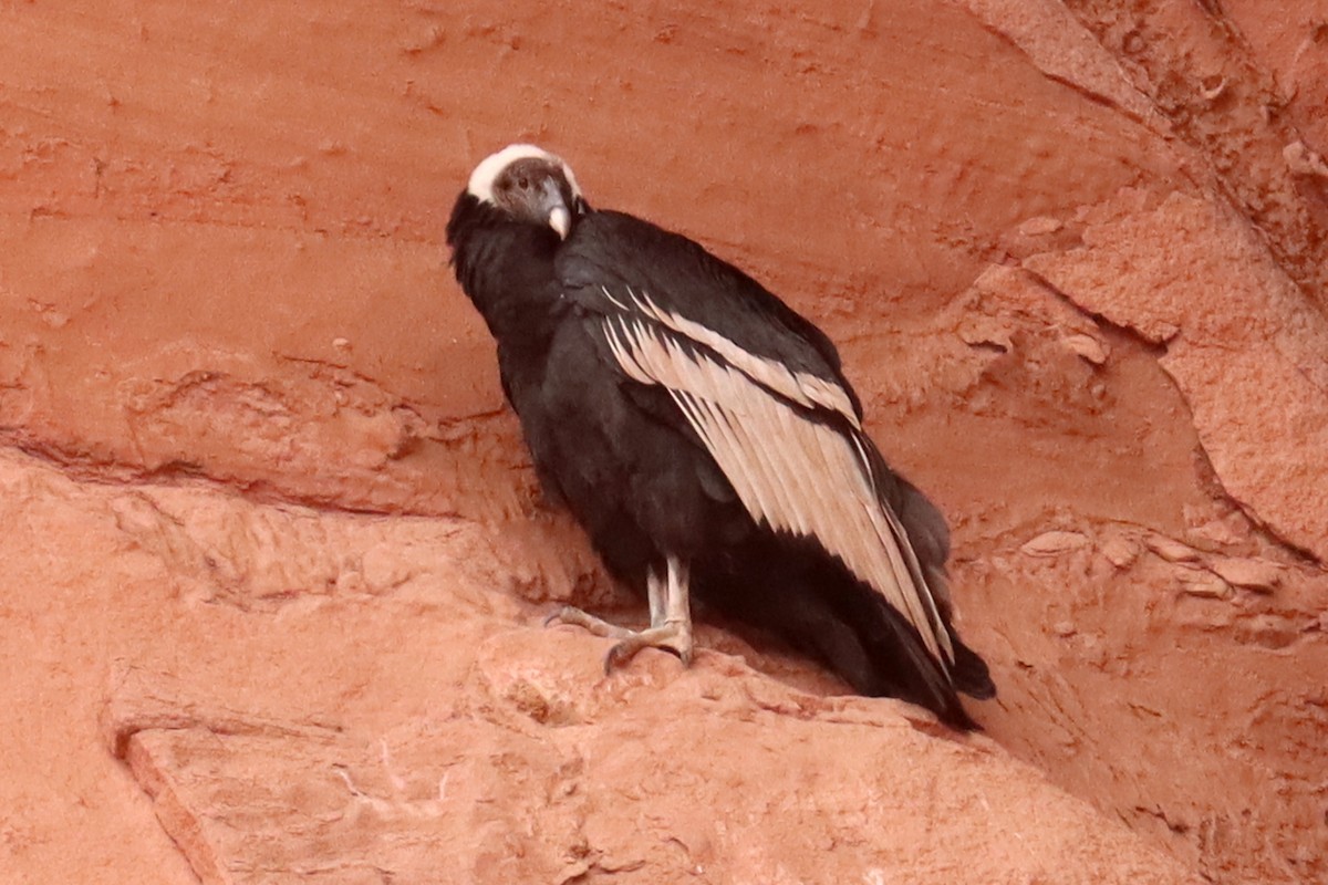 Andean Condor - Miguel Angel Bean