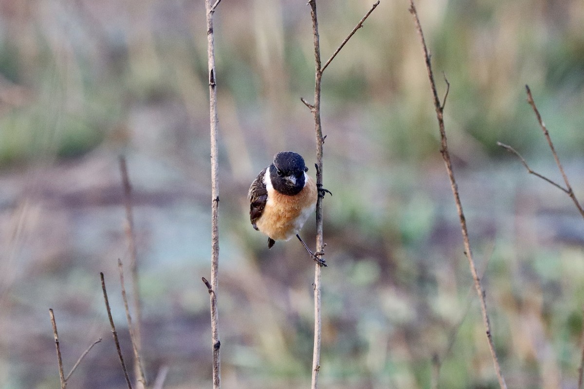 Siberian Stonechat - ML617691641