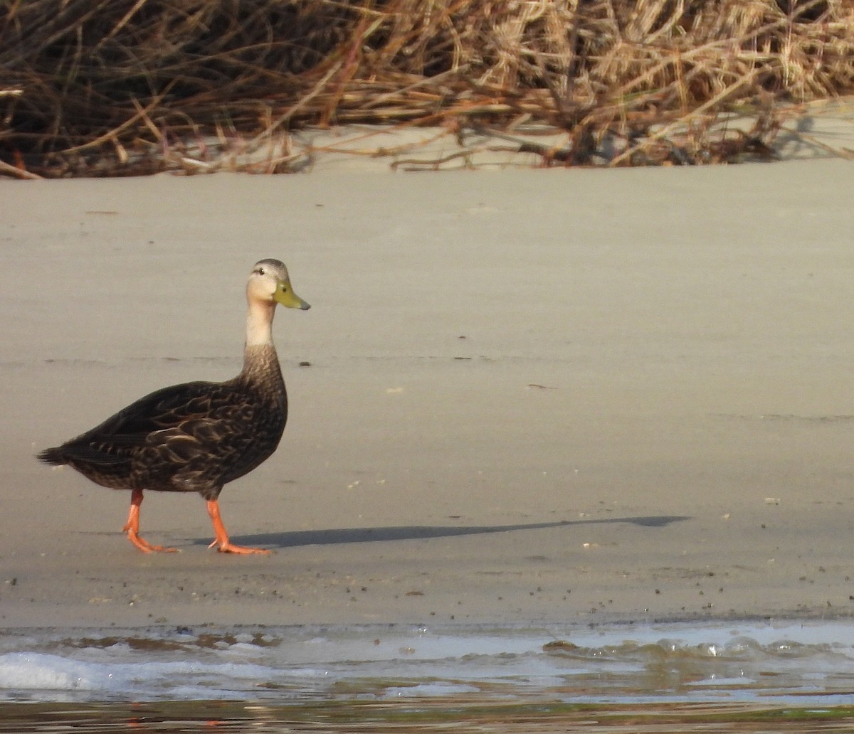 Mottled Duck - ML617691646