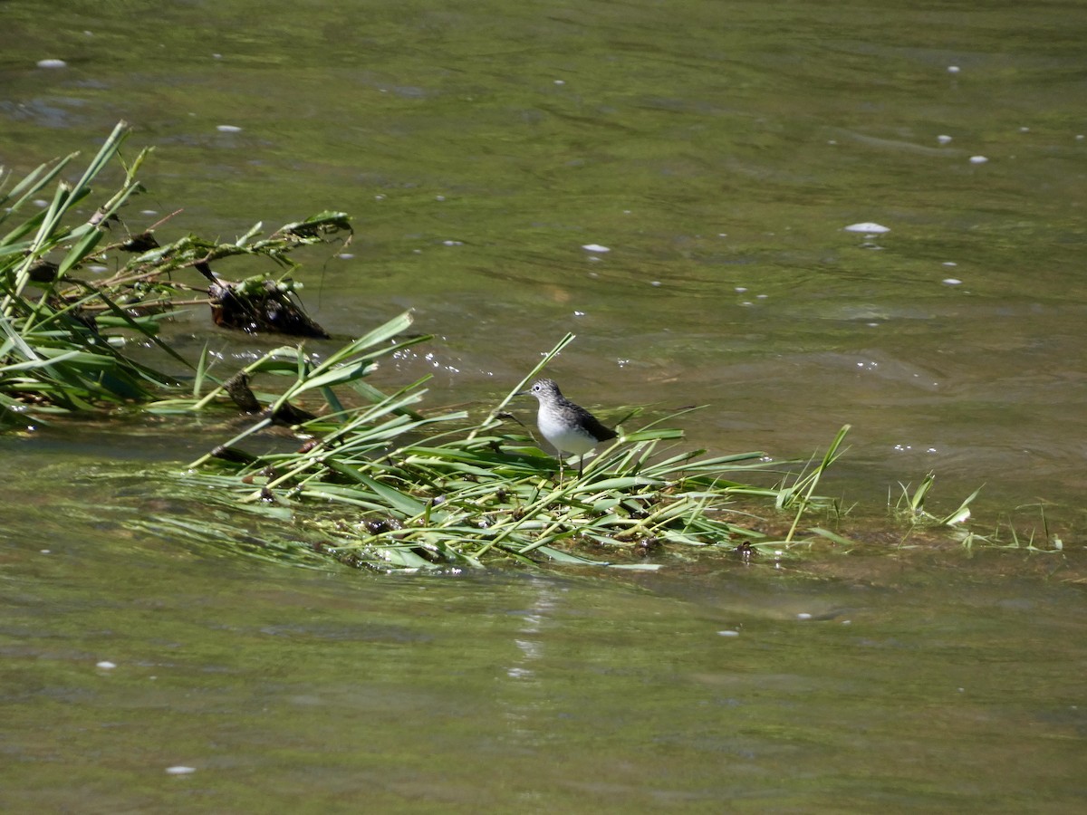 Solitary Sandpiper - ML617691652