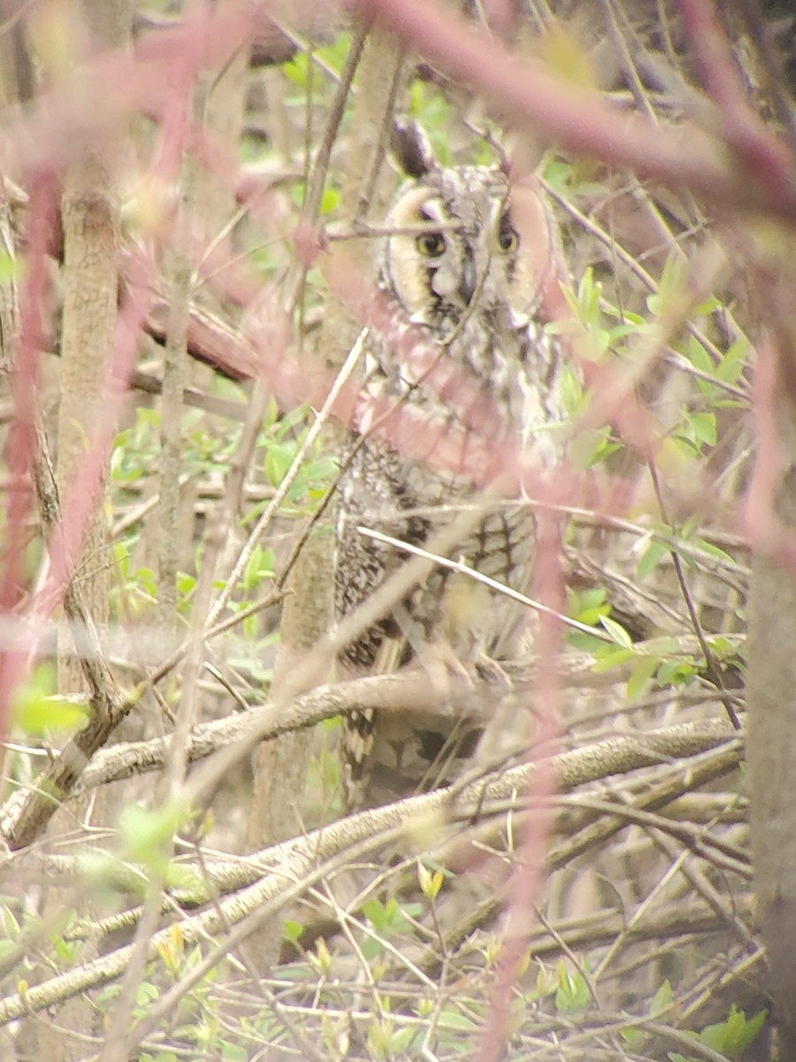 Long-eared Owl - Neal Reilly