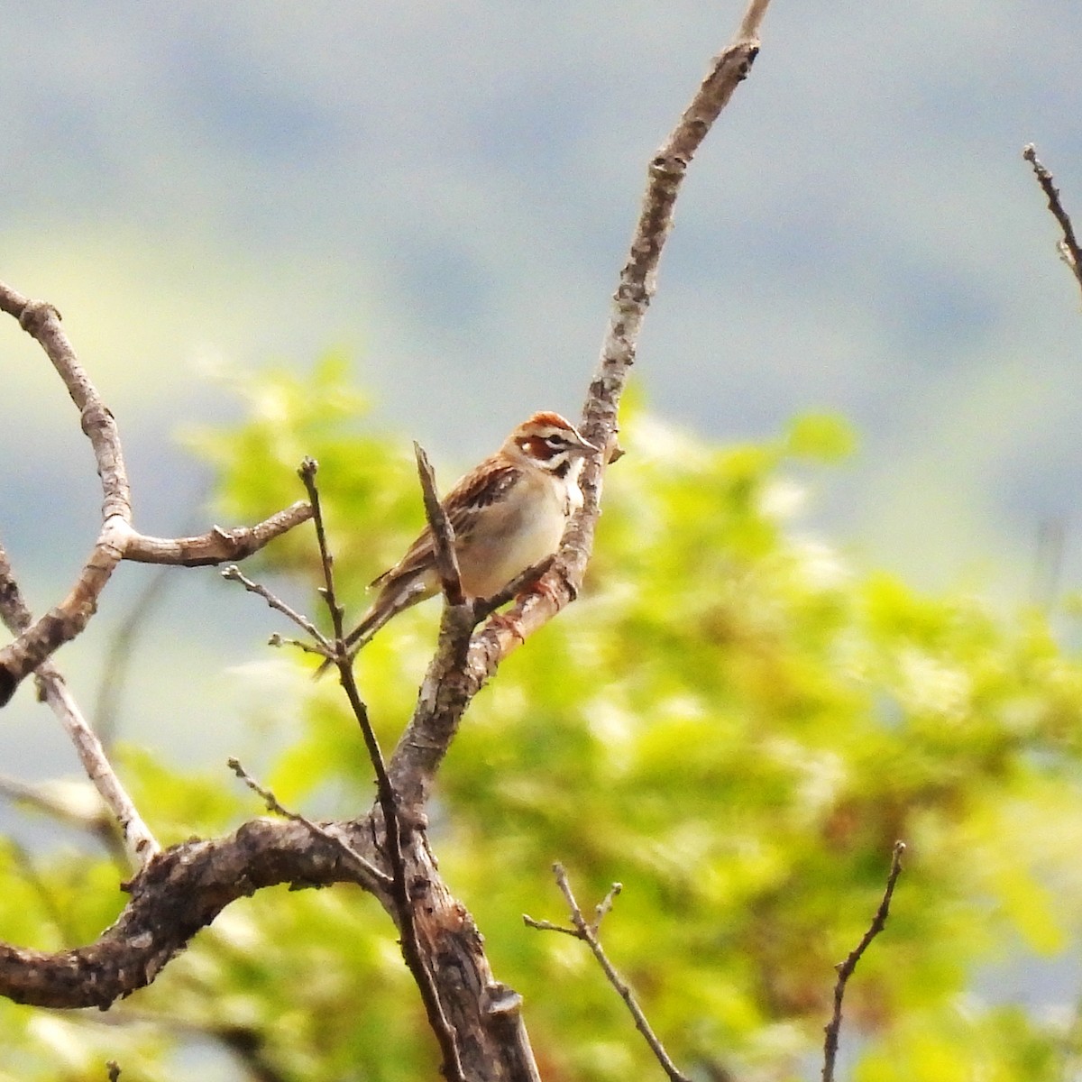 Lark Sparrow - ML617691657