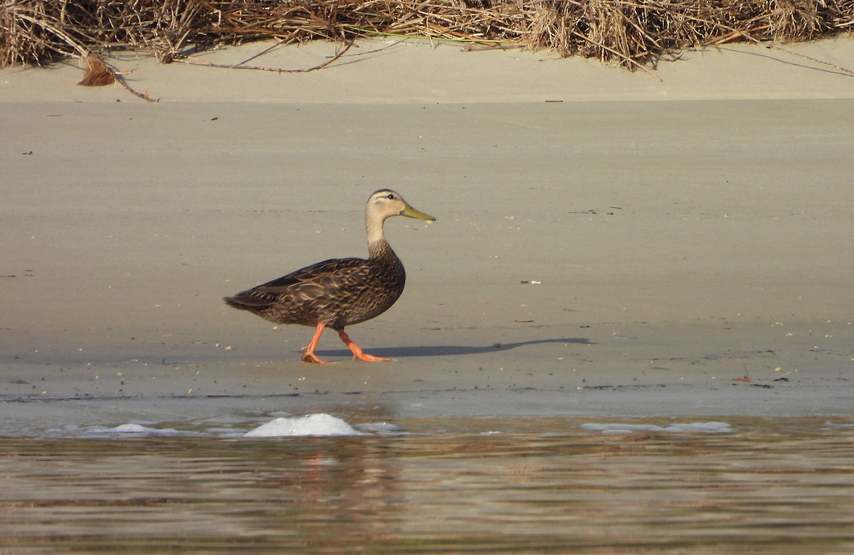 Mottled Duck - ML617691659