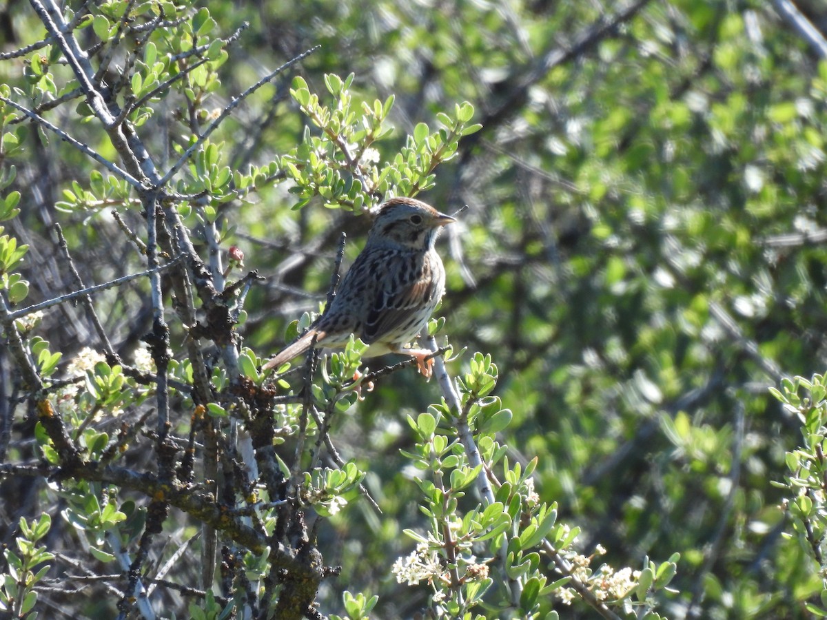 Lincoln's Sparrow - ML617691679