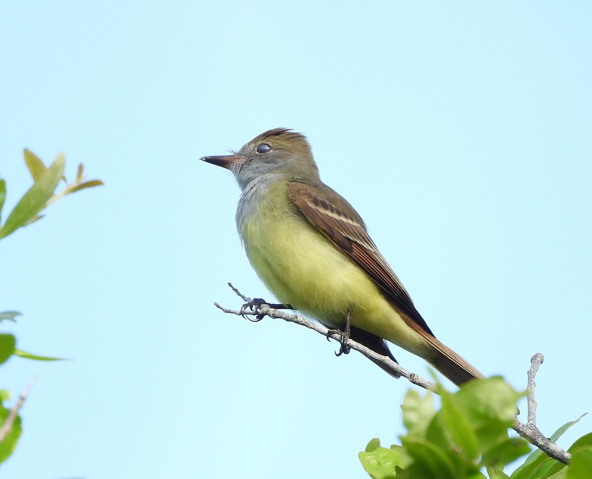 Great Crested Flycatcher - Roseanna Denton