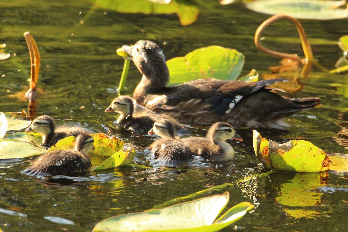 Wood Duck - ML617691707